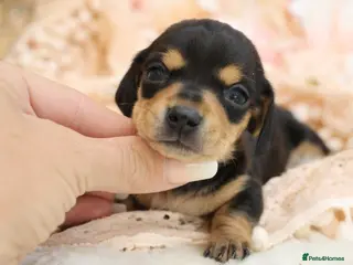 Miniature Dachshund dogs KC Miniature Dachshund Puppies - Advert 18