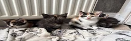 Aegean cats for sale: Aegean kittens ready for new home! 3 Left! - Advert 9