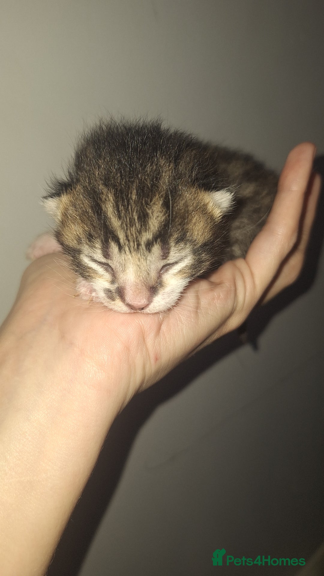 Mixed Breed cats for sale: Kittens  - Advert 5