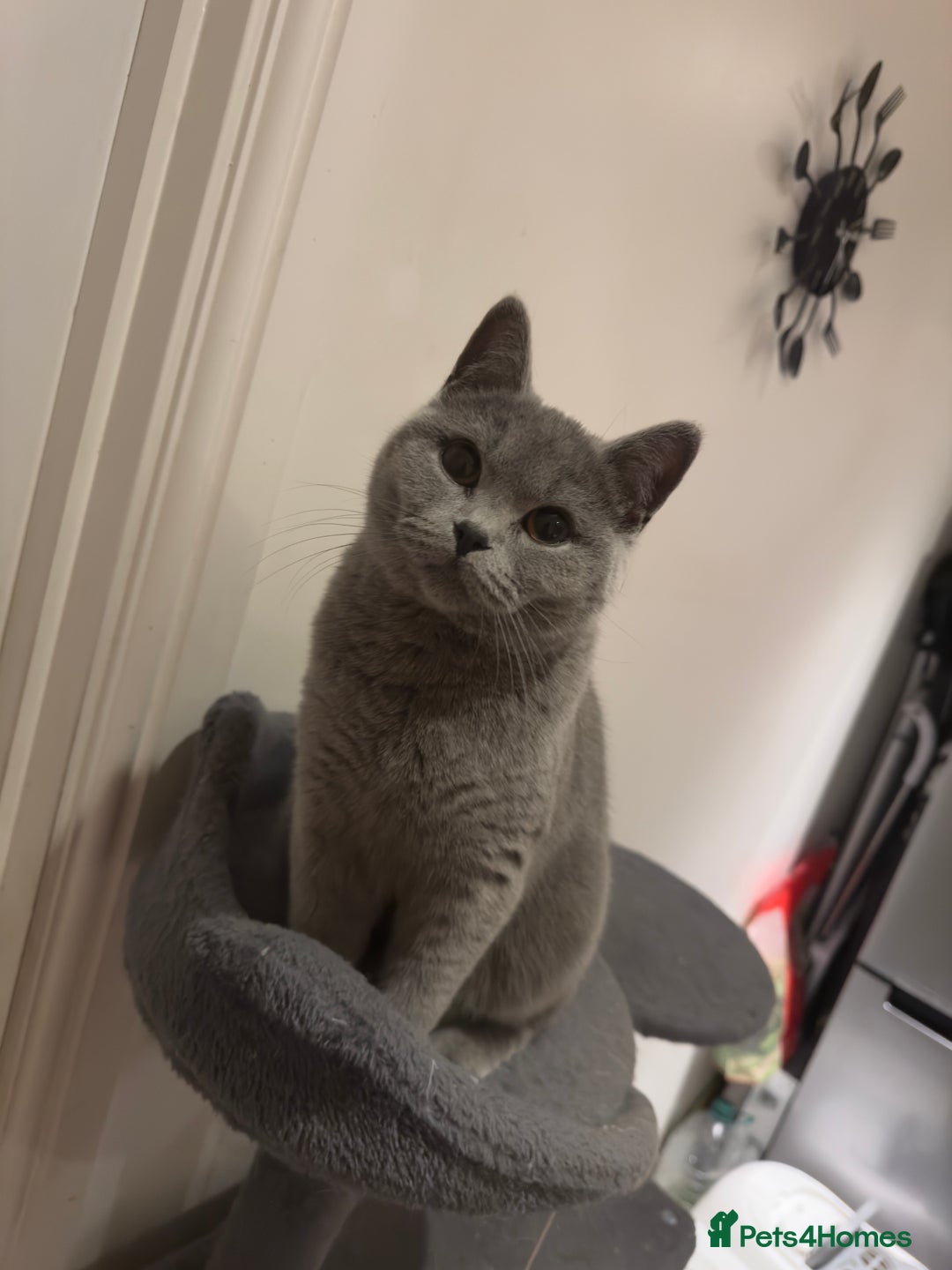 British Shorthair cats for sale: Adorable British Shorthair Kittens Family-Friendly - Advert 3