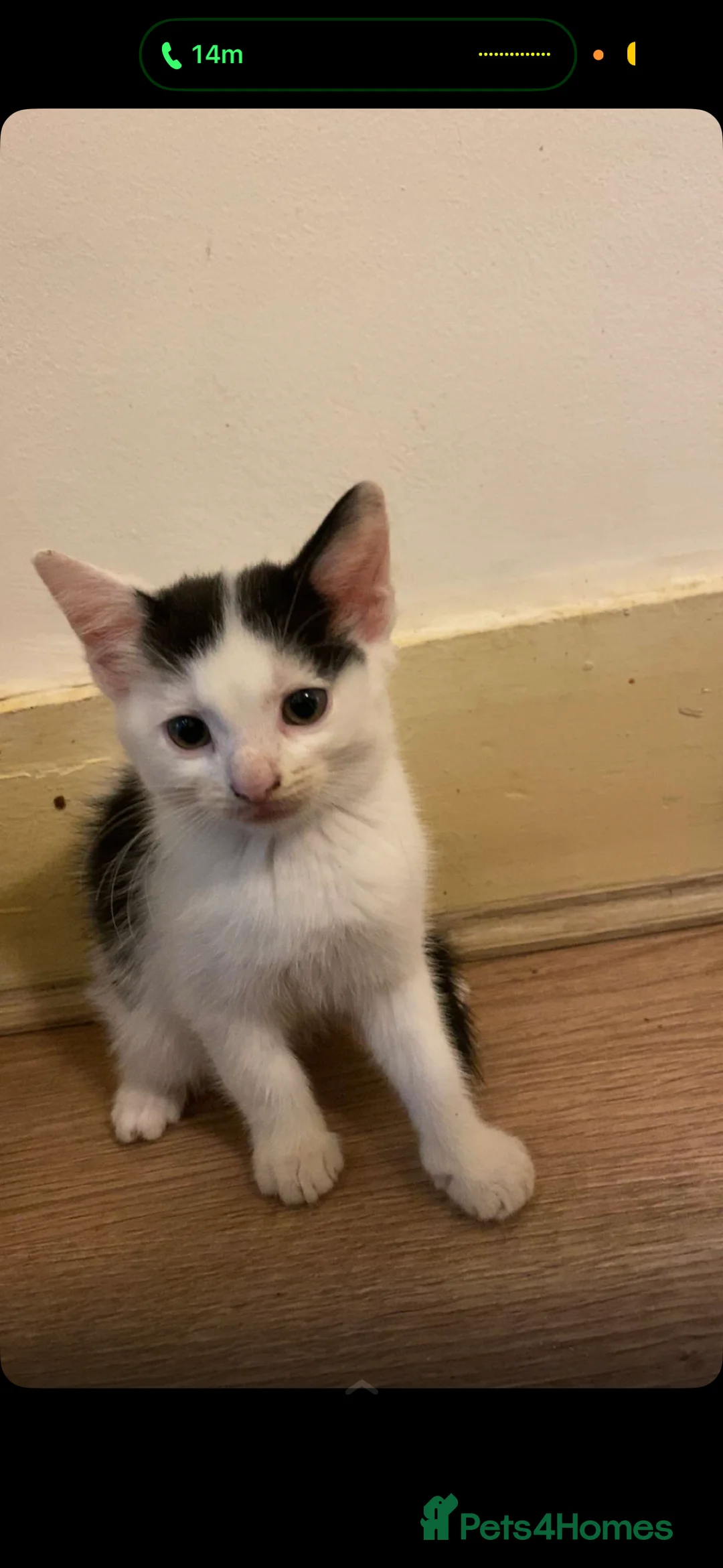 Mixed Breed cats for sale: 🐾 2 Adorable Tabby Kittens – 1 Boy & 1 Girl 🐾 in London - Advert 2
