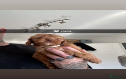 Cockapoo dogs for sale: F2 COCKERPOOS  - Image 2