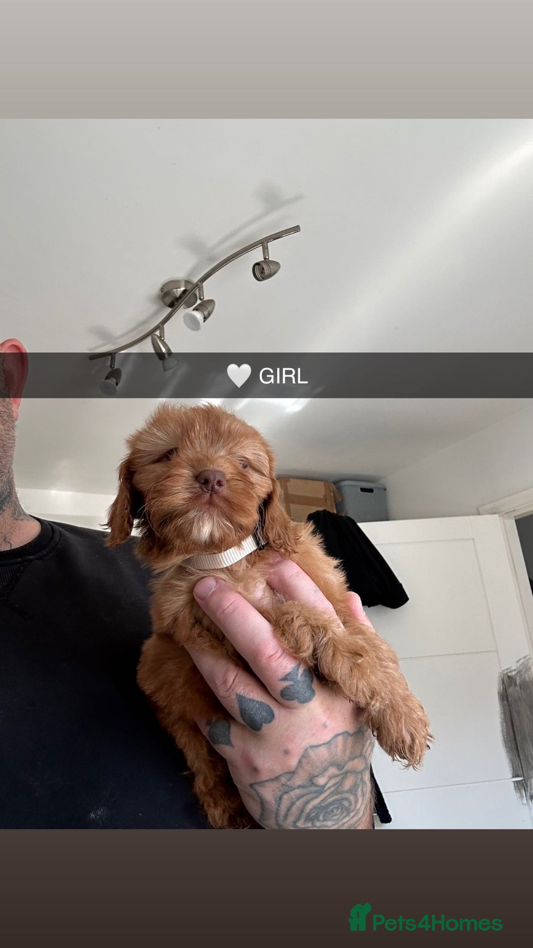 Cockapoo dogs for sale: F2 COCKERPOOS  - Image 2