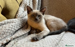 Oriental cats for sale: 5 STUNNING RAGAMESE KITTENS - Image 6