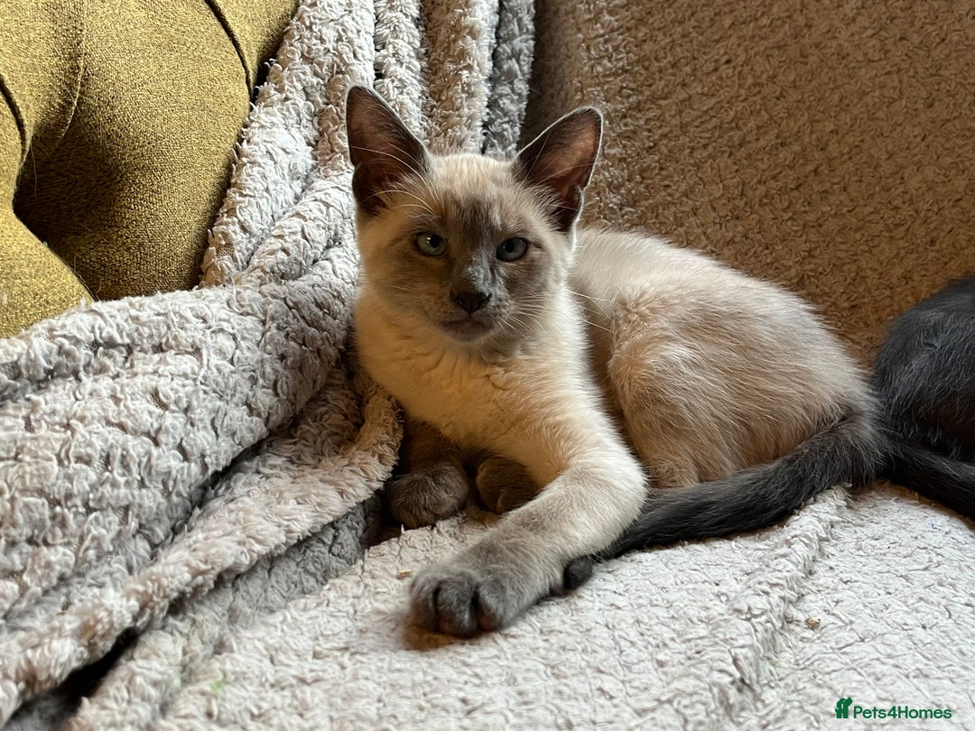 Oriental cats for sale: 5 STUNNING RAGAMESE KITTENS - Image 6