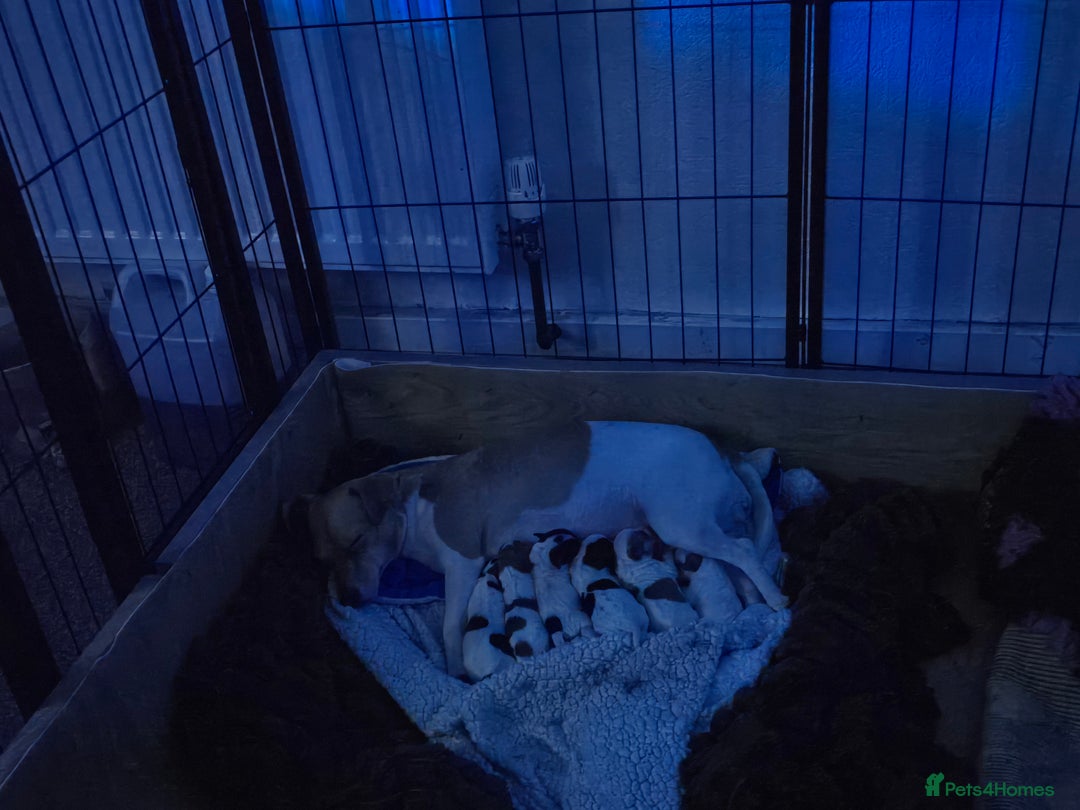 Jack Russell dogs for sale: Jack russel puppies  - Advert 8