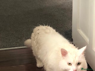 Maine Coon cats Good looking Maine Coon Mix (outdoor cat) - Advert 4