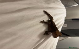 Gecko reptiles for sale: Crested gecko with enclosure  - Image 7
