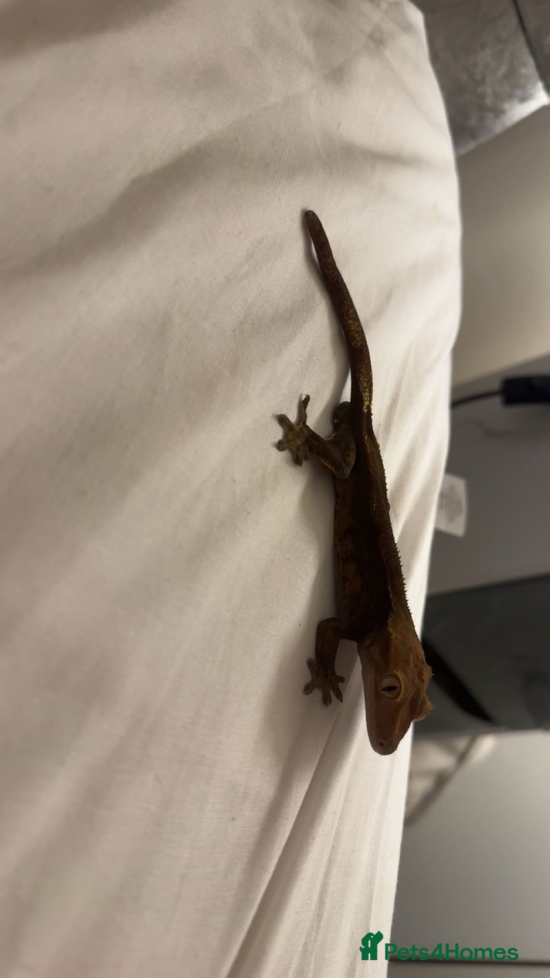 Gecko reptiles for sale: Crested gecko with enclosure  - Image 7