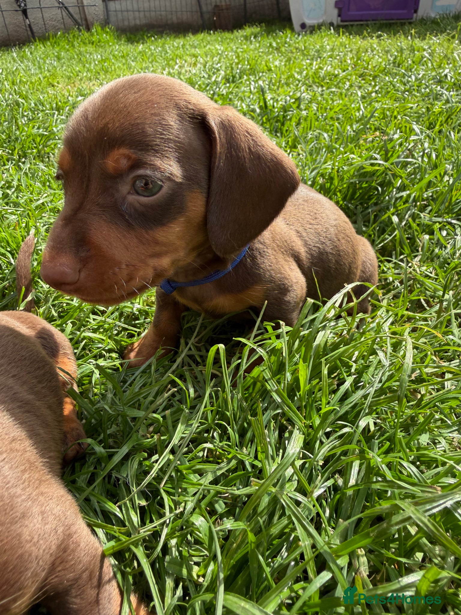 Miniature Dachshund dogs for sale: 🐶 Miniature Dachshund puppies! 🐶 - Advert 9