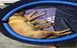 Labrador Retriever dogs for sale: Two beautiful Fox red/ yellow Labrador  puppies   - Image 3