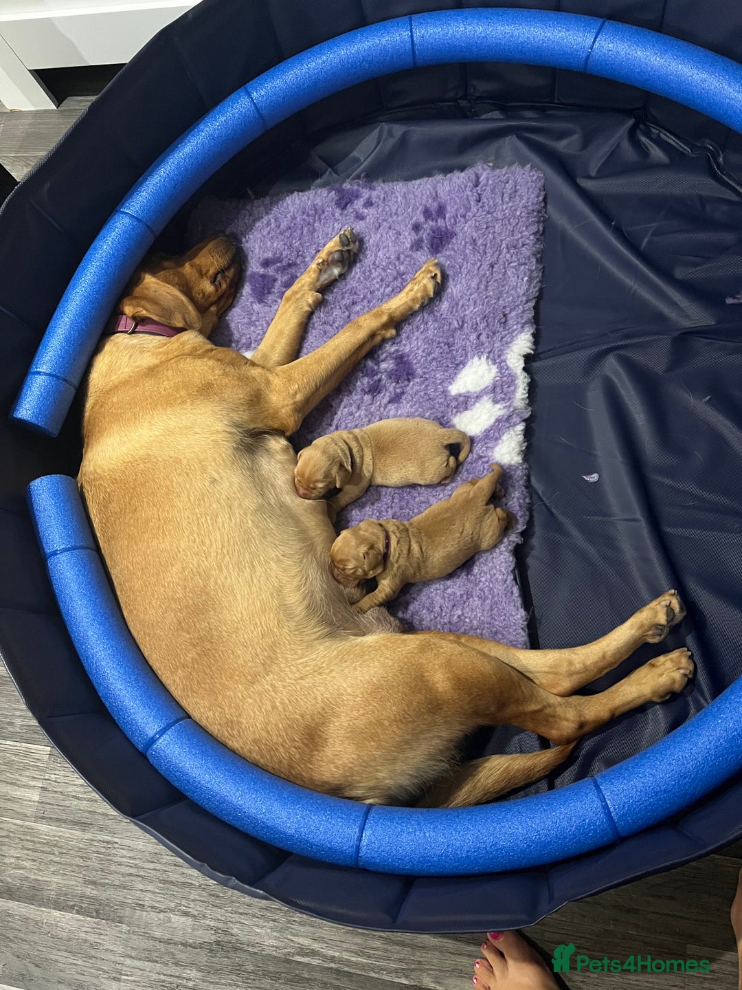 Labrador Retriever dogs for sale: Two beautiful Fox red/ yellow Labrador  puppies   - Image 3
