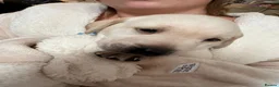 Labrador Retriever dogs for sale: Gorgeous Labrador puppies - Advert 16