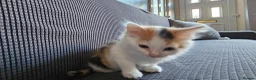 Mixed Breed cats for sale: Kittens available  in Bradford - Advert 5