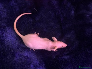 Rat rodents 2x Naked female rats and set up - Advert 1