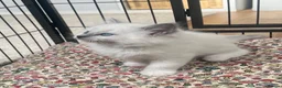 Ragdoll cats for sale: Beautiful ragdoll kittens blue and mitted - Advert 20