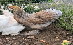 Chickens poultry for sale: 4 x pure breed large fowl - Advert 8