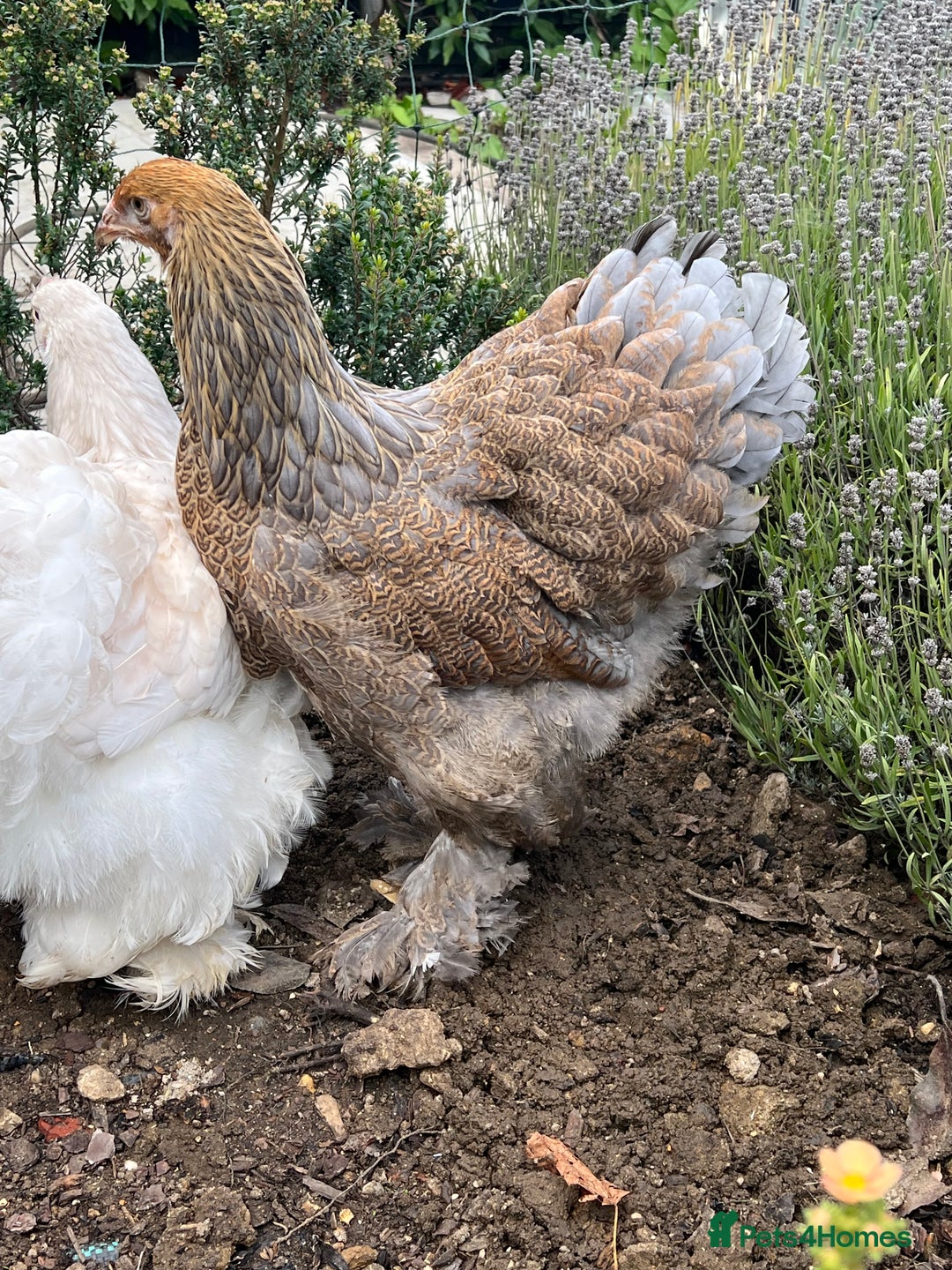 Chickens poultry for sale: 4 x pure breed large fowl - Advert 8