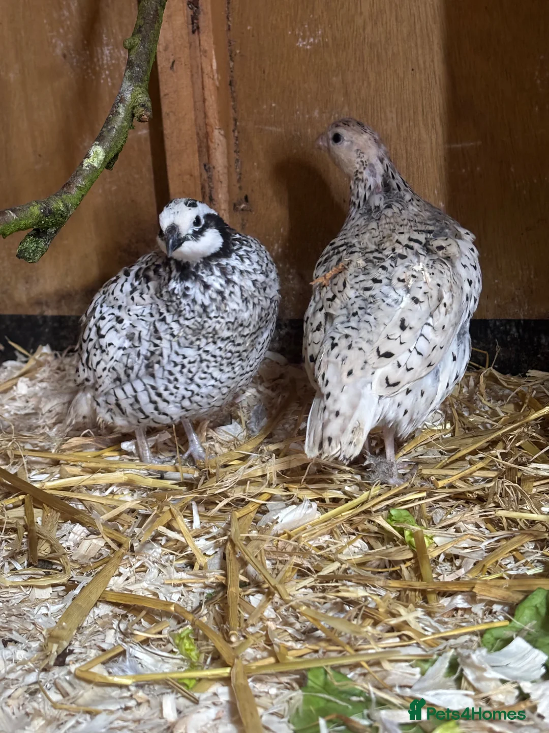 Quail poultry for sale: Snowflake Bobwhite Hatching eggs  - Advert 1