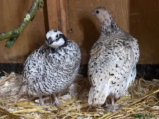 Quail poultry Snowflake Bobwhite Hatching eggs - Advert 2