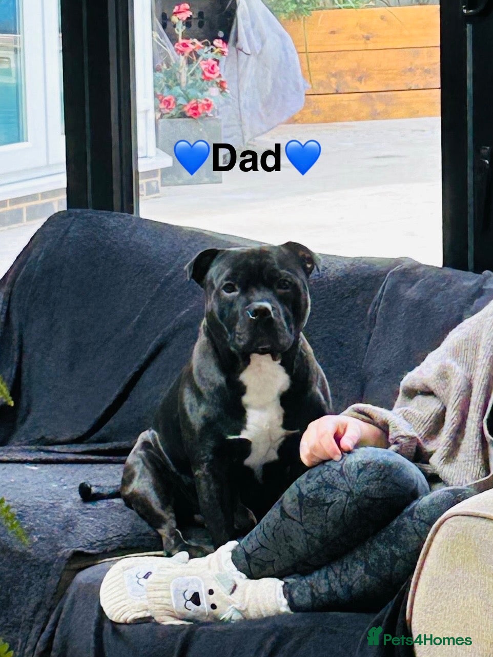 Staffordshire Bull Terrier dogs 🐾 KC Reg 4 Beautiful Black Staffy Puppies🩷🩷🩷💙 - Advert 2