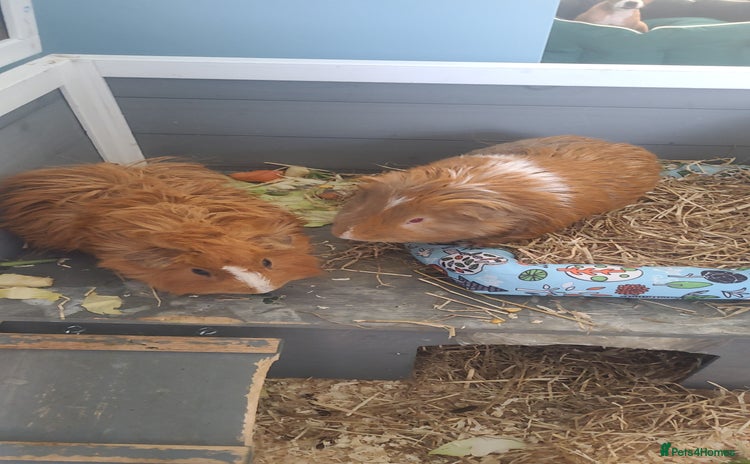 Guinea Pig rodents - Advert 1