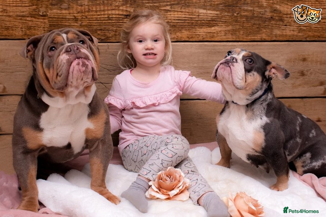 English Bulldog dogs for stud: BURT LILAC TRI STUD KC REGISTERED HEALTH TESTED in Wisbech - Advert 7