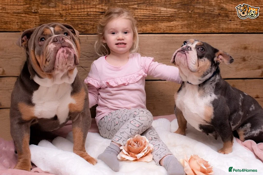 English Bulldog dogs for stud: BURT LILAC TRI STUD KC REGISTERED HEALTH TESTED in Wisbech - Advert 7