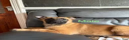 Belgian Shepherd Dog dogs for sale: 9 week old pure Belgian Malinois puppies for sale  - Advert 18