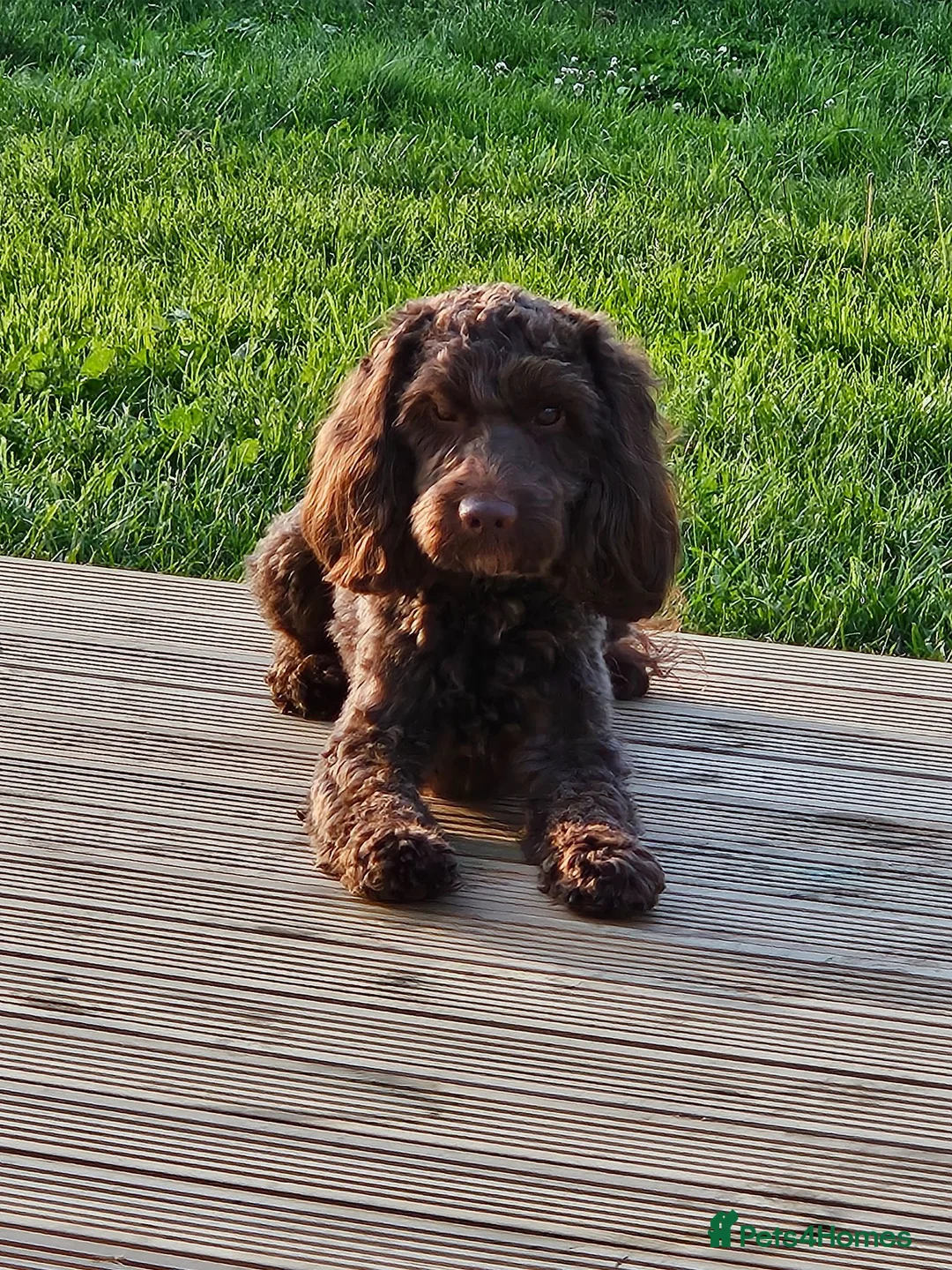 Cockapoo dogs for stud: Handsome F1 choc cockapoo 4 stud duty only in Diss - Advert 3