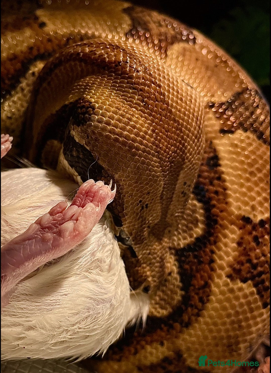 Boa Snake reptiles for sale: 6FT Boa + Full LARGE Setup  - Advert 4