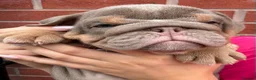 English Bulldog dogs for sale: Gorgeous KC English Bulldog Puppies🐶 - Advert 29