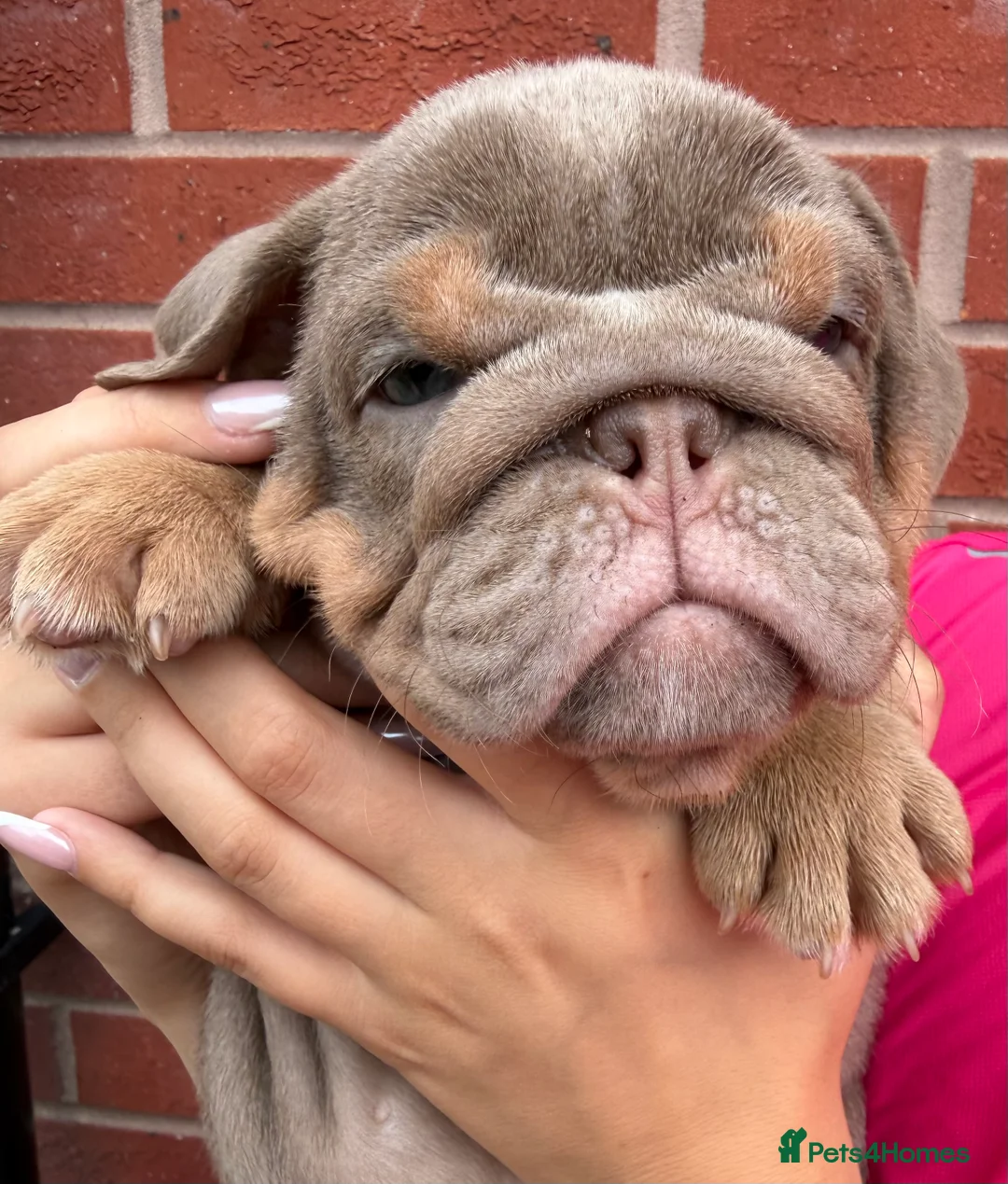 English Bulldog dogs for sale: Gorgeous KC English Bulldog Puppies🐶 - Advert 29