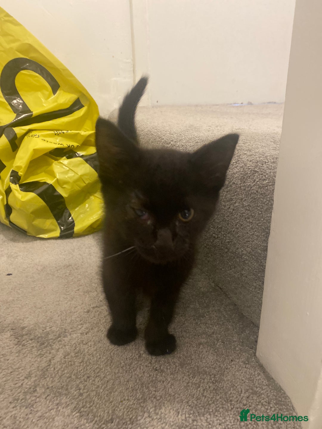 British Shorthair cats for sale: Black kitten male  - Image 2