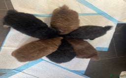 Mixed Breed dogs for sale: Pomspitz super fluffy babies  - Image 14