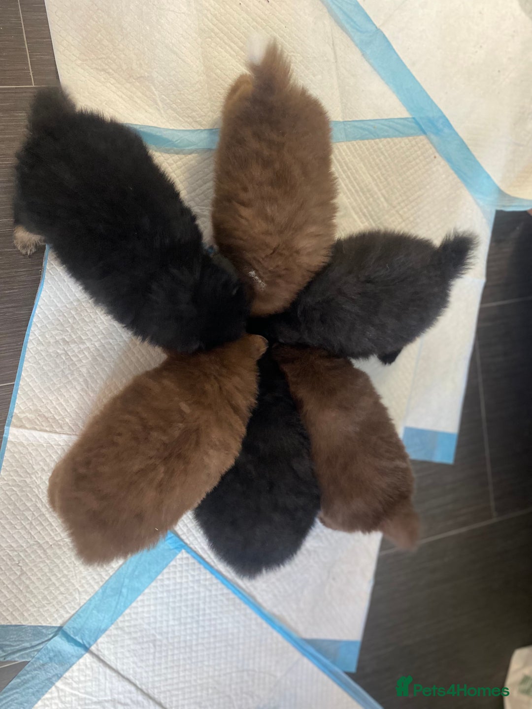 Mixed Breed dogs for sale: Pomspitz super fluffy babies  - Image 14