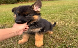German Shepherd dogs for sale: Last female-health and temperament tested parents - Image 4