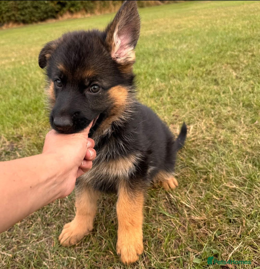 German Shepherd dogs for sale: Last female-health and temperament tested parents - Image 4
