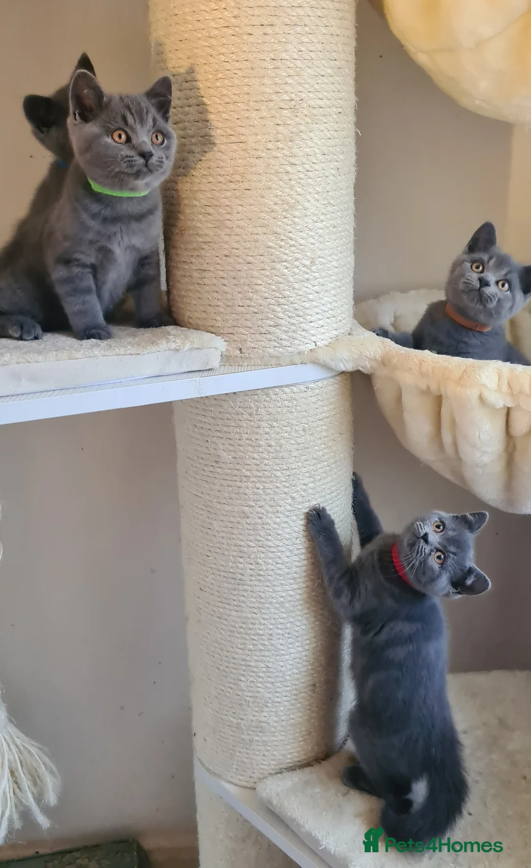 British Shorthair cats for sale: British shorthair blue kittens  - Advert 18