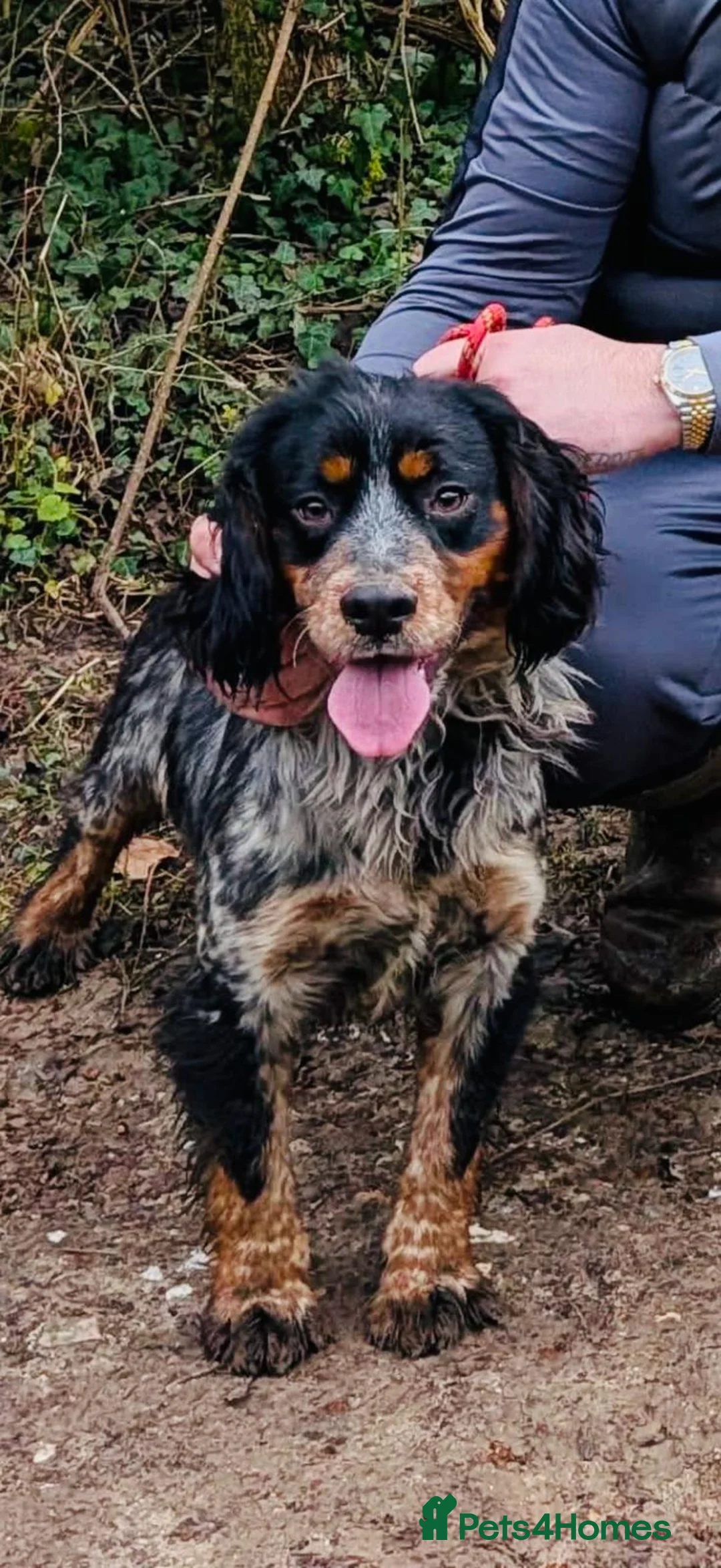 Cocker Spaniel dogs for sale: Working cocker spaniel  - Advert 2