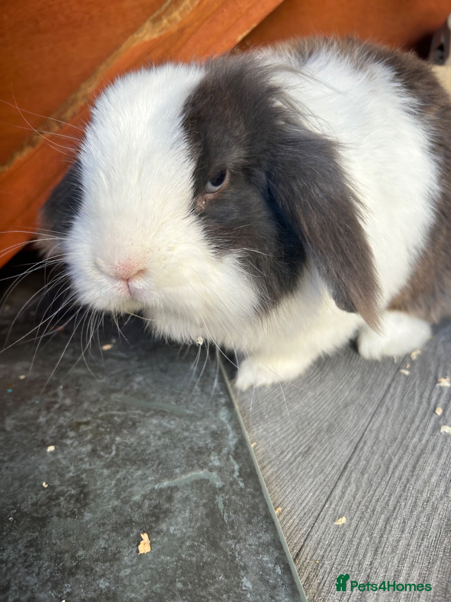 Lionhead rabbits 🌻Pure lionhead and Lionlop🌻 - Advert 1