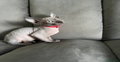 Sphynx cats - Advert 5