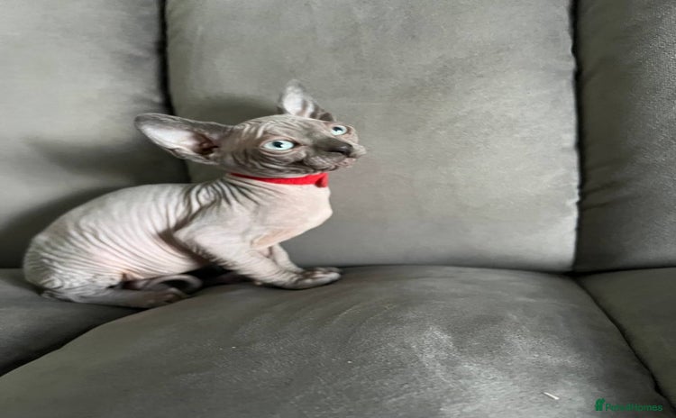 Sphynx cats - Advert 7