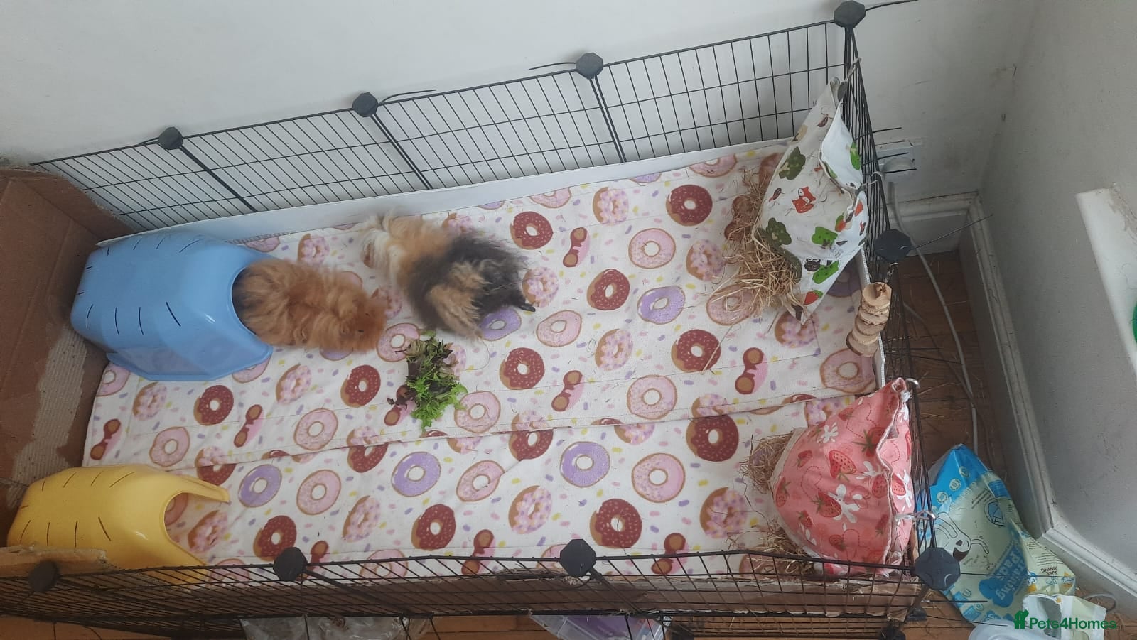 Guinea Pig rodents 2 Lunkarya guineas with cage and accessories  - Advert 1