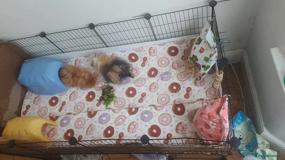 Guinea Pig rodents for sale: 2 Lunkarya guineas with cage and accessories  - Advert 1