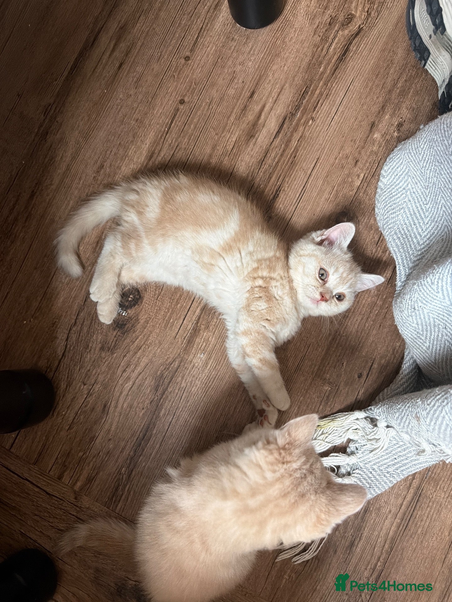 Scottish Fold cats for sale: Scottish fold and straight  - Advert 2