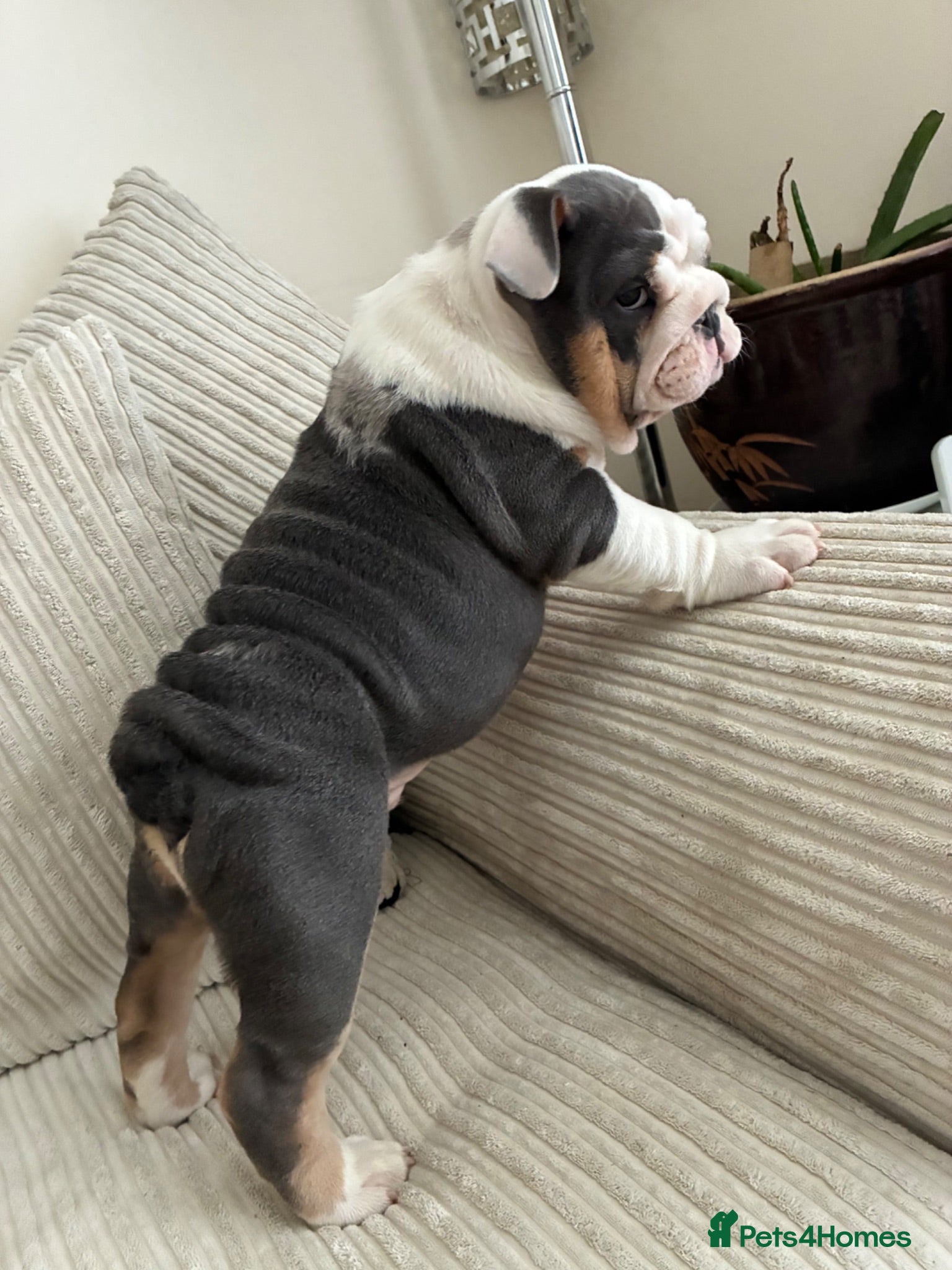 English Bulldog dogs English bulldog puppy  - Advert 12