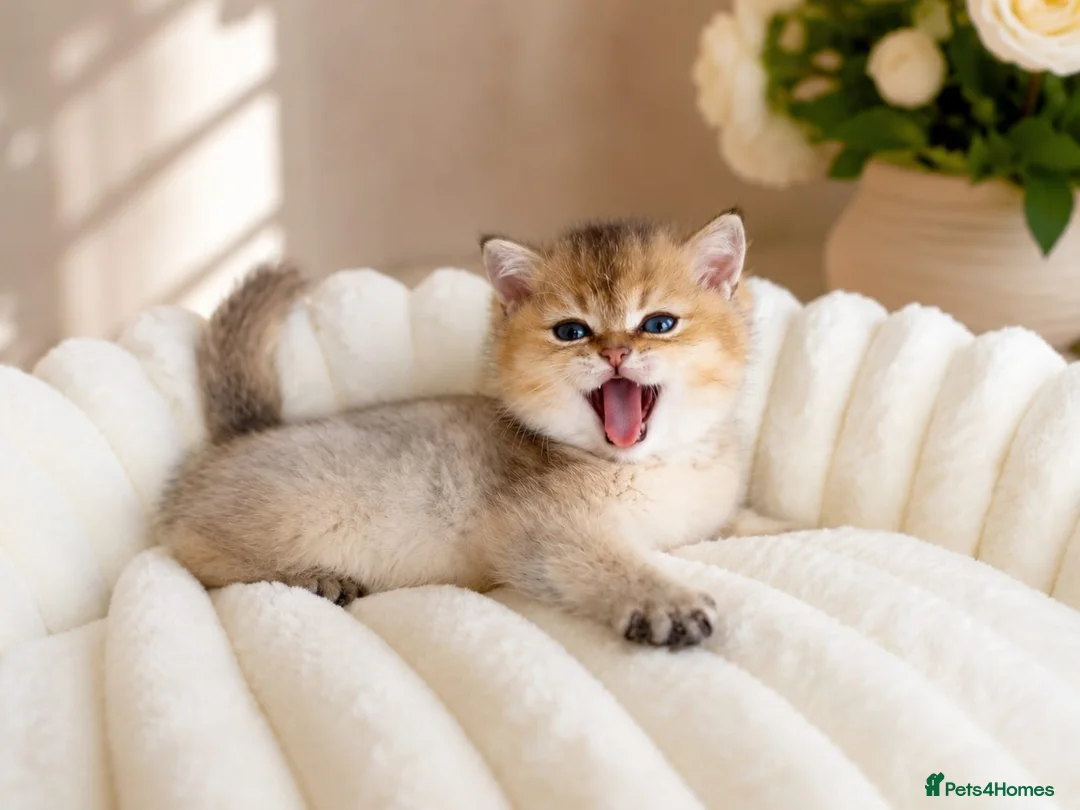 British Shorthair cats for sale: British Shorthair Kittens & Cats for Sale - Advert 1
