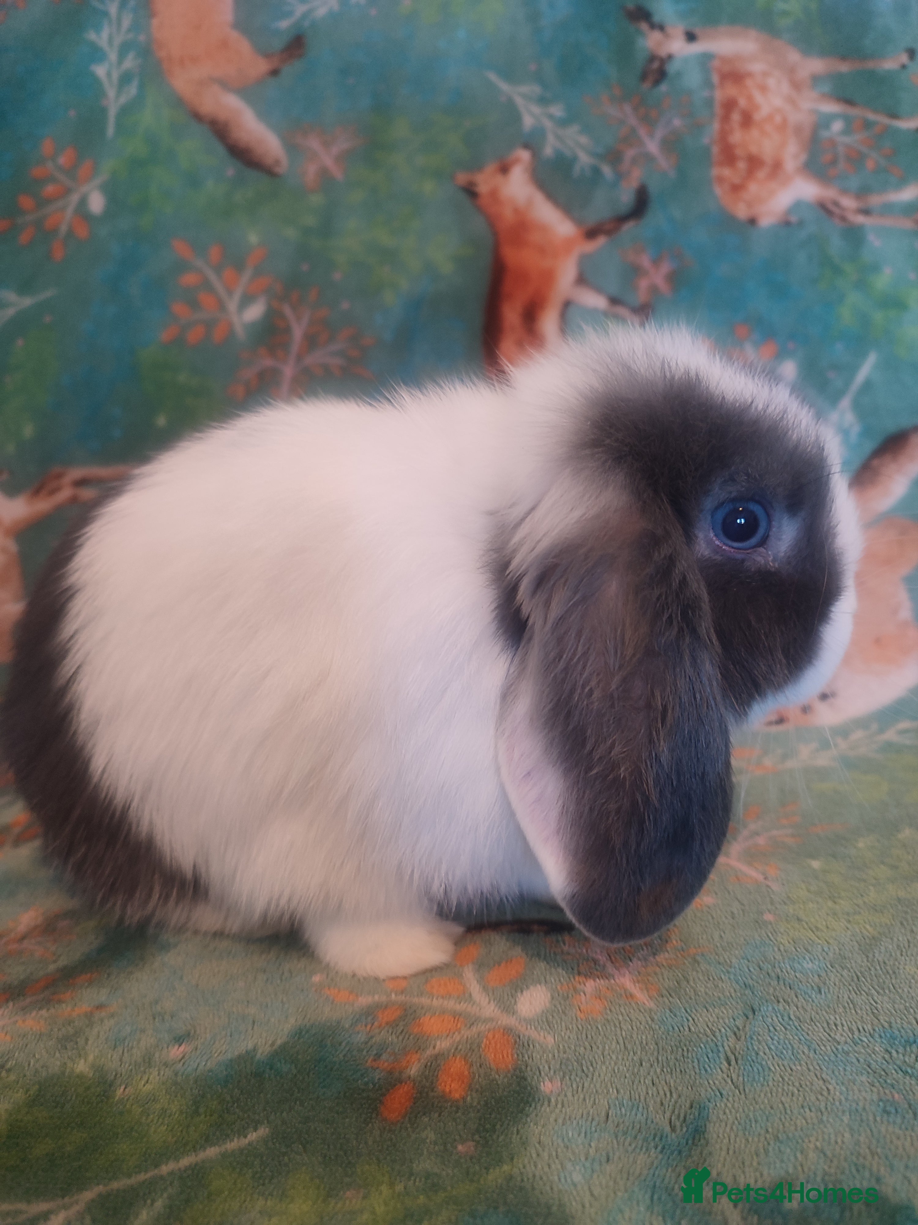 Mini Lop rabbits Baby mini lops - 1 left - Advert 19