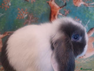Mini Lop rabbits Baby mini lops - 1 left - Advert 6